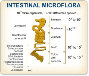 intestinal-microflora-infographic