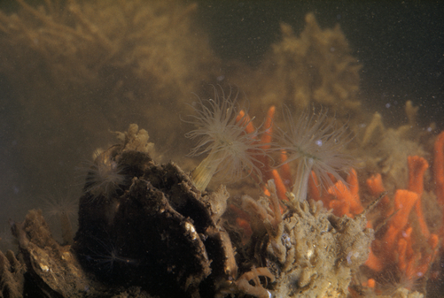 Closeup of up-ended oysters surrounded by sponges and anemones.