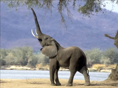 elephantinfrasound